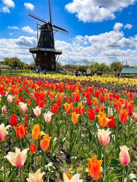 Tulip time - Tulip Time thrives because of all the community support Holland and Zeeland put together. Part of that support is the 1000+ volunteers that come together to donate time and energy. There are volunteer spots to suit everyone. 